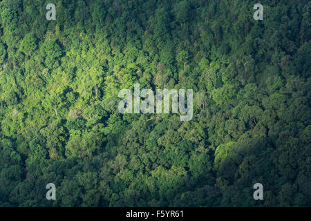 Alta Vista della foresta verde sfondo ad albero Foto Stock
