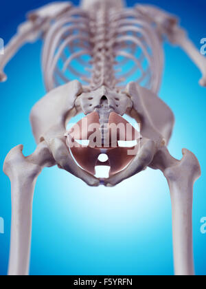 Dal punto di vista medico illustrazione accurata della muscolatura del pavimento pelvico Foto Stock