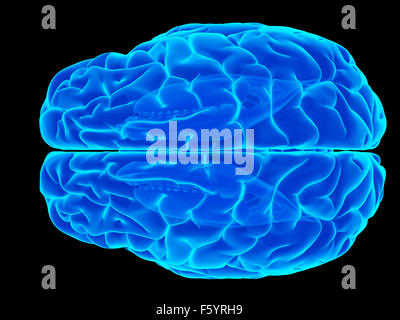 Dal punto di vista medico illustrazione accurata del cervello umano Foto Stock