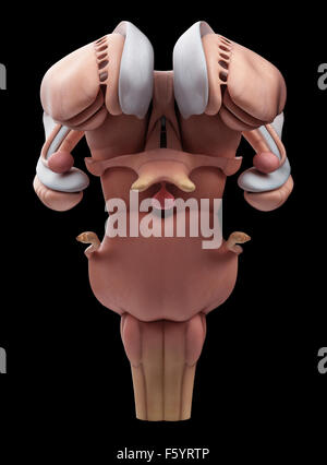 Dal punto di vista medico illustrazione accurata dell'interno anatomia cerebrale Foto Stock