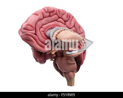 Dal punto di vista medico illustrazione accurata del cervello anatomia Foto Stock