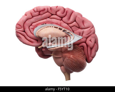 Dal punto di vista medico illustrazione accurata del cervello anatomia Foto Stock