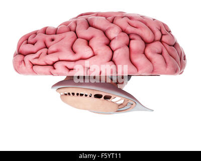 Dal punto di vista medico illustrazione accurata del cervello anatomia Foto Stock