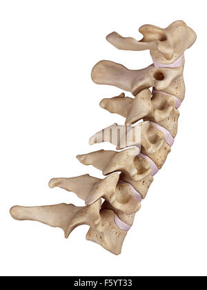 Dal punto di vista medico illustrazione accurata della colonna cervicale Foto Stock