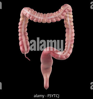 Dal punto di vista medico illustrazione accurata del colon Foto Stock