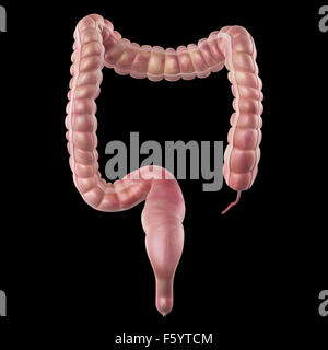 Dal punto di vista medico illustrazione accurata del colon Foto Stock