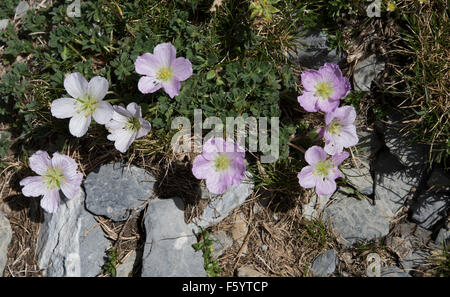 Geranio cinereum, Ashy Cranesbill crescono sulle rocce, Pirenei, Spagna. Luglio. Foto Stock