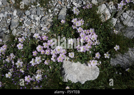 Geranio cinereum, Ashy Cranesbill crescono sulle rocce, Pirenei, Spagna. Luglio. Foto Stock