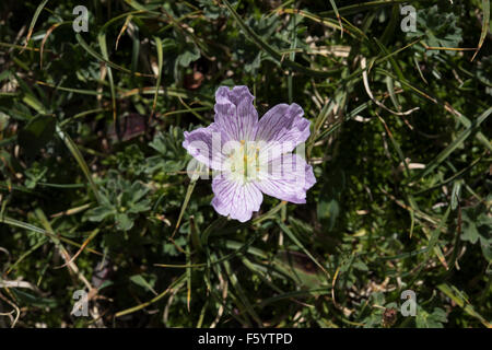 Geranio cinereum, Ashy Cranesbill crescono sulle rocce, Pirenei, Spagna. Luglio. Foto Stock