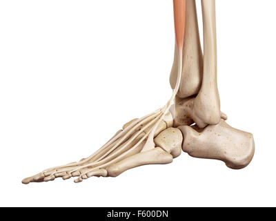 Medical accurata illustrazione dell'estensore digitorum longus Foto Stock