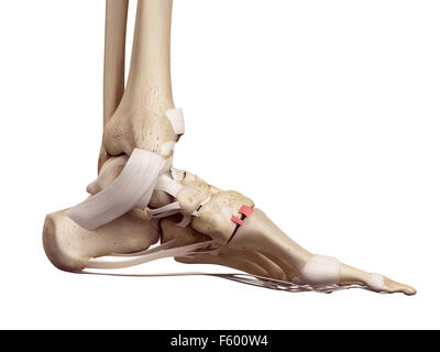 Medical accurata illustrazione della dorsale legamento tarsometatarsal Foto Stock
