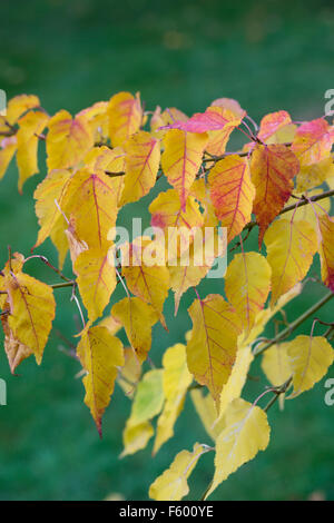 Acer crataegifolium 'veitchii'. Biancospino acero le foglie in autunno Foto Stock