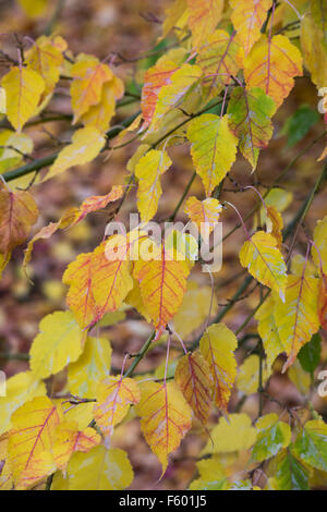 Acer crataegifolium 'veitchii'. Biancospino acero le foglie in autunno Foto Stock