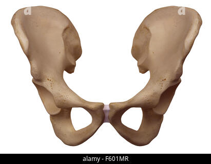 Dal punto di vista medico illustrazione accurata dell'osso dell'anca Foto Stock