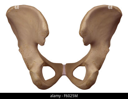 Dal punto di vista medico illustrazione accurata dell'osso dell'anca Foto Stock
