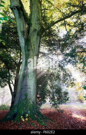 Fagus sylvatica. Faggio, Sunray e nebbia d'autunno. Regno Unito Foto Stock