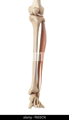Medical accurata illustrazione del peroneus longus Foto Stock