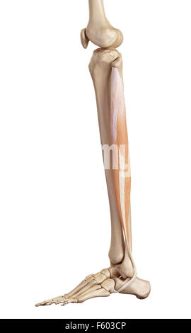 Medical accurata illustrazione del peroneus longus Foto Stock