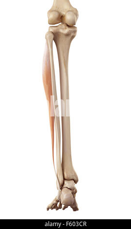 Medical accurata illustrazione del peroneus longus Foto Stock