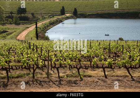 Nuovi germogli su vigneti in primavera. Regione di Stellenbosch nel Western Cape Sud Africa Foto Stock