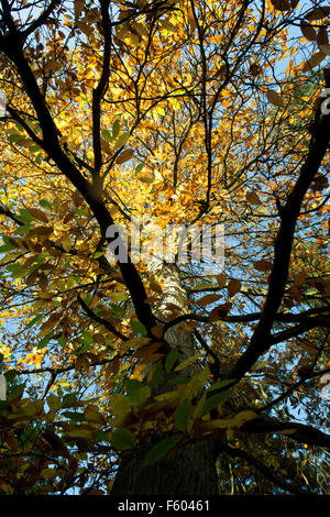 Castanea sativa. Sweet Chestnut Tree con fogliame di autunno e cielo blu. Regno Unito Foto Stock
