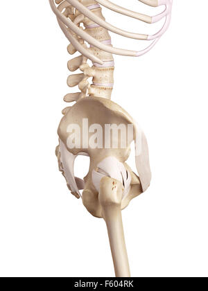 Medical accurata illustrazione dell'anca legamenti Foto Stock