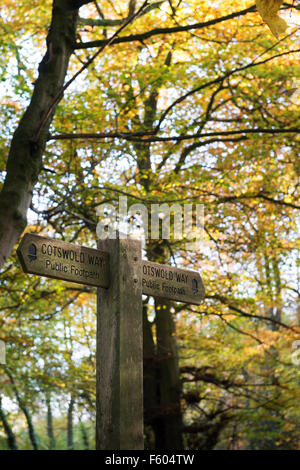 Cotswold modo cartello in un autunno bosco in prossimità di Painswick. Cotswolds, Gloucestershire, Inghilterra Foto Stock