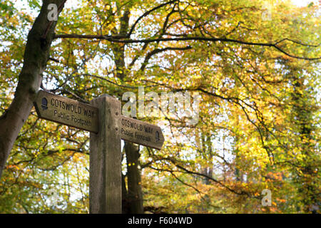 Cotswold modo cartello in un autunno bosco in prossimità di Painswick. Cotswolds, Gloucestershire, Inghilterra Foto Stock