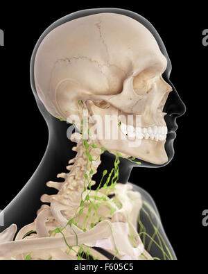 Dal punto di vista medico illustrazione accurata dei linfonodi cervicali Foto Stock