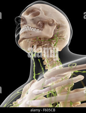 Dal punto di vista medico illustrazione accurata dei linfonodi cervicali Foto Stock