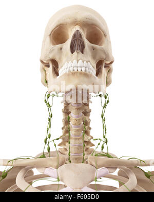 Dal punto di vista medico illustrazione accurata dei linfonodi cervicali Foto Stock