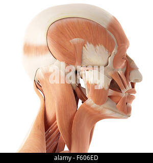 Medical accurata illustrazione dei muscoli facciali Foto Stock