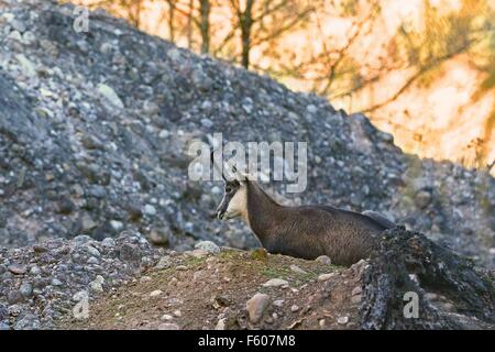 Camosci nel suo habitat naturale Foto Stock