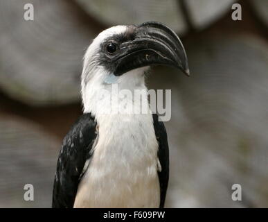 Donna africana di Von der Decken's Hornbill (Tockus deckeni) rivolta verso la telecamera Foto Stock