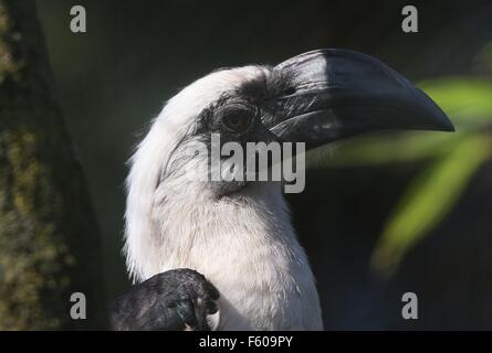 Donna africana di Von der Decken's Hornbill (Tockus deckeni) ritratto, visto di profilo Foto Stock