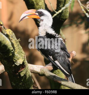 Africa maschio Von der Decken's Hornbill (Tockus deckeni) Foto Stock