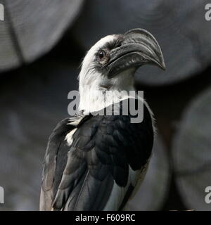 Donna africana di Von der Decken's Hornbill (Tockus deckeni), rivolta verso la telecamera Foto Stock