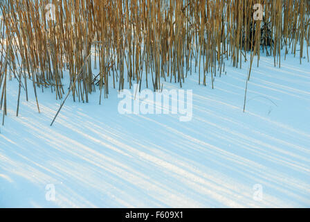 La palude secca l'erba in derive di neve su una soleggiata giornata invernale Foto Stock