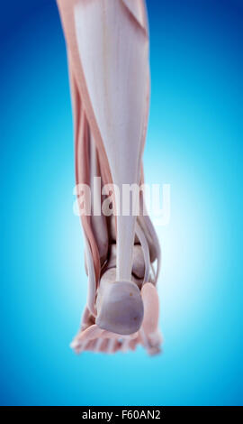 Dal punto di vista medico illustrazione accurata dell'anatomia del piede Foto Stock