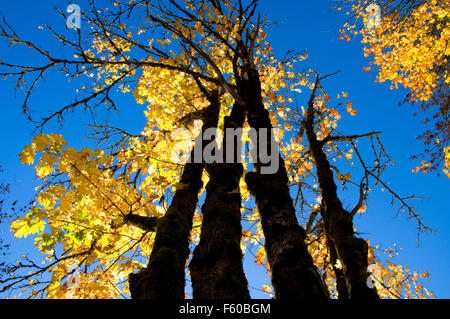 Acero Bigleaf (Acer macrophyllum), Helfrich sbarco County Park Lane County, Oregon Foto Stock