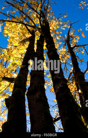 Acero Bigleaf (Acer macrophyllum), Helfrich sbarco County Park Lane County, Oregon Foto Stock