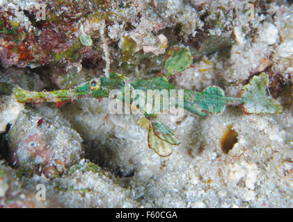 Halimeda pipefish fantasma Foto Stock