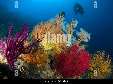 Colorato paesaggio marino e subacqueo Foto Stock