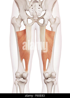 Dal punto di vista medico il muscolo accurata illustrazione dell'adduttore magnus Foto Stock