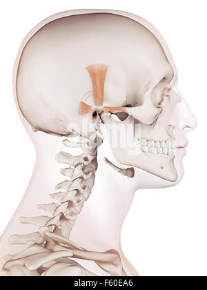 Dal punto di vista medico il muscolo accurata illustrazione dei muscoli dell'orecchio Foto Stock