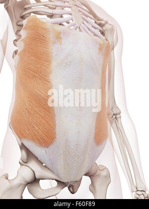 Dal punto di vista medico il muscolo accurata illustrazione del obliquo esterno Foto Stock
