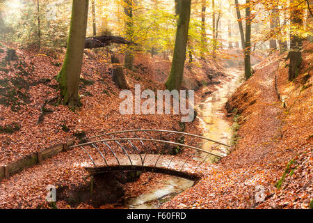 Piccolo ponte su una foresta creek durante l'autunno. Foto Stock