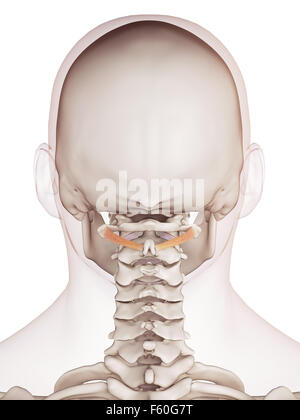 Dal punto di vista medico il muscolo accurata illustrazione del obliquus capitis inferiore Foto Stock