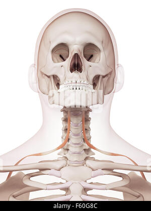 Dal punto di vista medico il muscolo accurata illustrazione del omohyoid Foto Stock