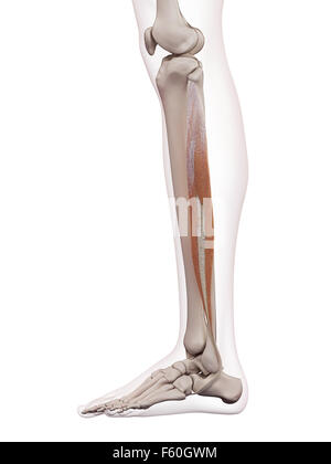 Dal punto di vista medico il muscolo accurata illustrazione del peroneus longus Foto Stock
